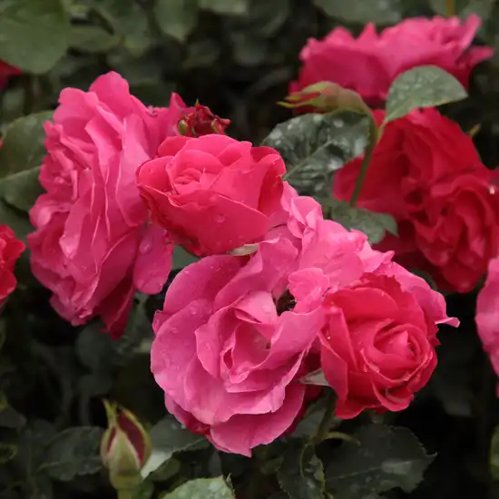 Trandafiri Floribunda - Trandafiri - Dauphine™ - 
